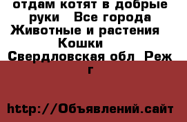 отдам котят в добрые руки - Все города Животные и растения » Кошки   . Свердловская обл.,Реж г.